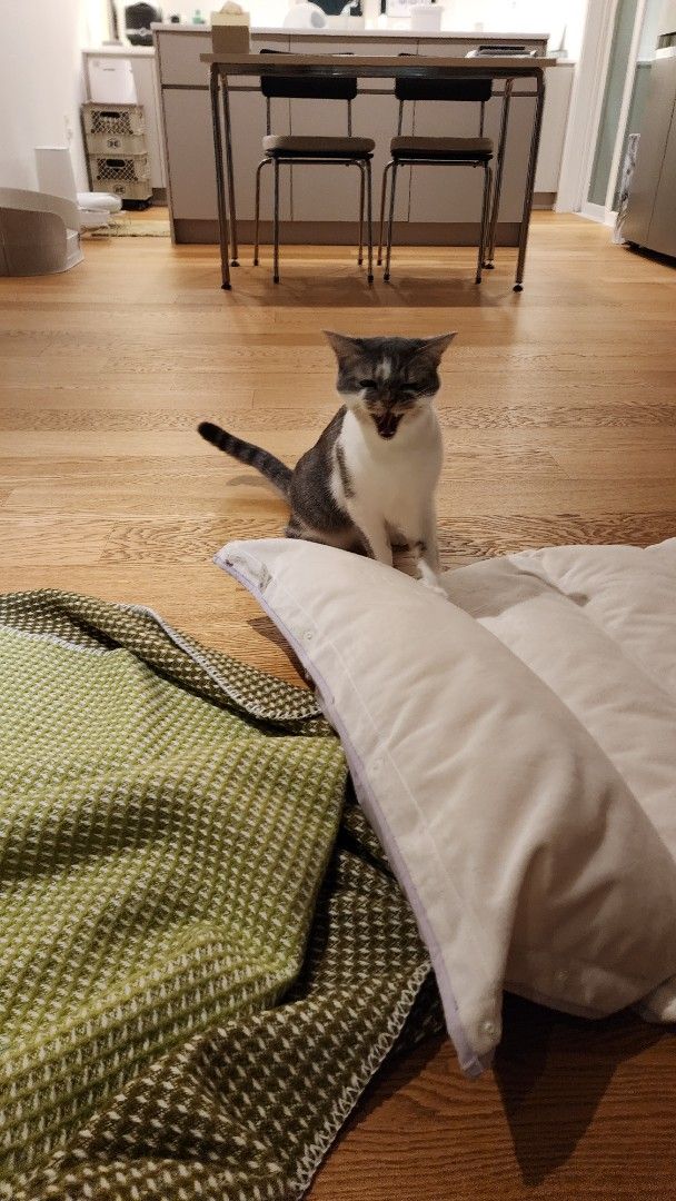 인천 연수구 (볼트) 님의 펫시팅 돌봄 후기 사진