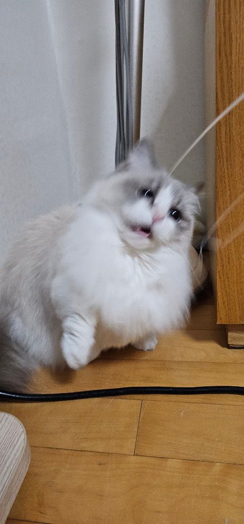 경기 성남시 (막내) 님의 펫시팅 돌봄 후기 사진