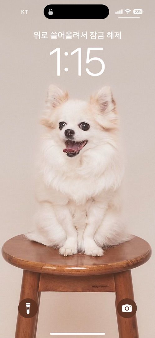 서울 영등포구 (바니) 반려동물 프로필 사진