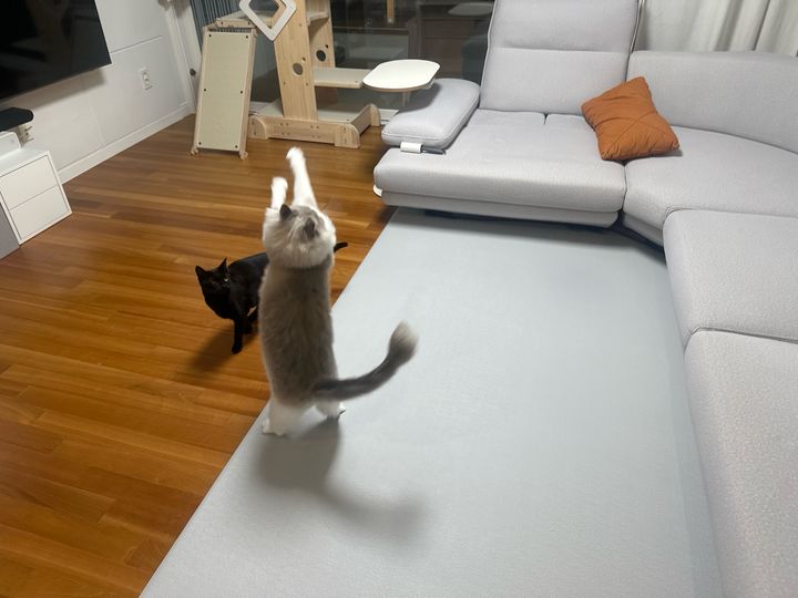 인천 서구 (카이) 님의 펫시팅 돌봄 후기 사진