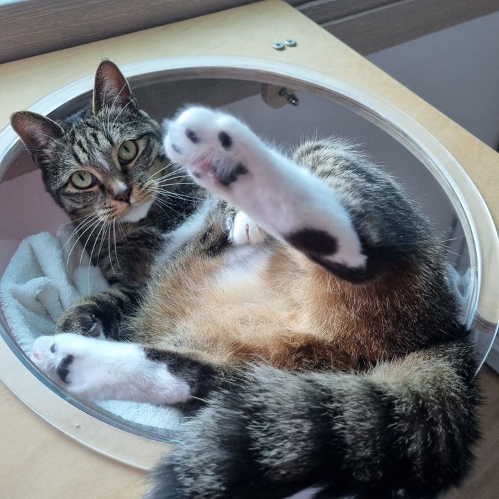 경기 용인시 (이름이) 님의 펫시팅 돌봄 후기 사진