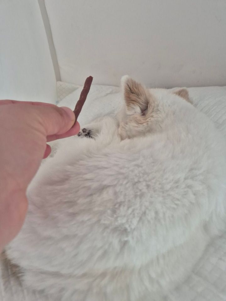 서울 영등포구 (바니) 님의 펫시팅 돌봄 후기 사진