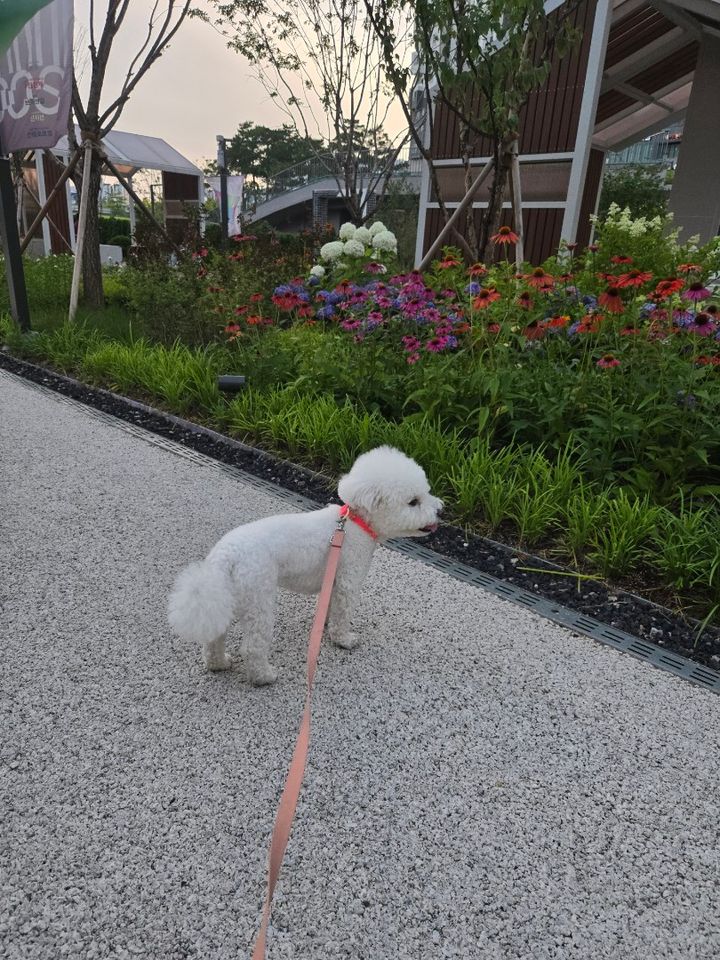 서울 금천구 (밀크) 님의 펫시팅 돌봄 후기 사진