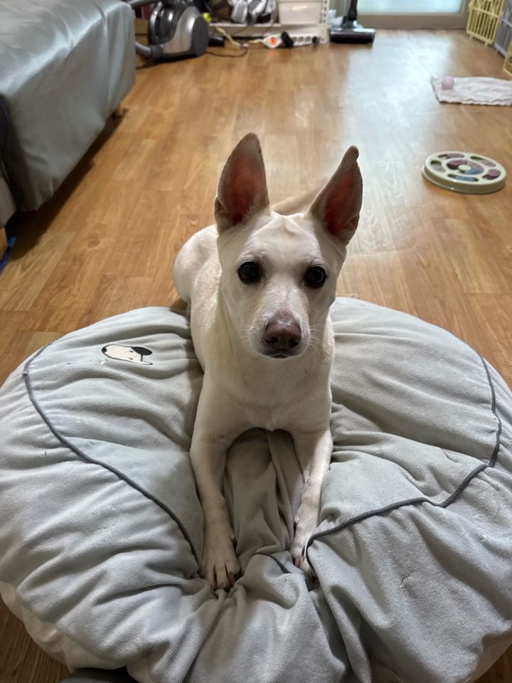 경기 군포시 (봄) 님의 펫시팅 돌봄 후기 사진