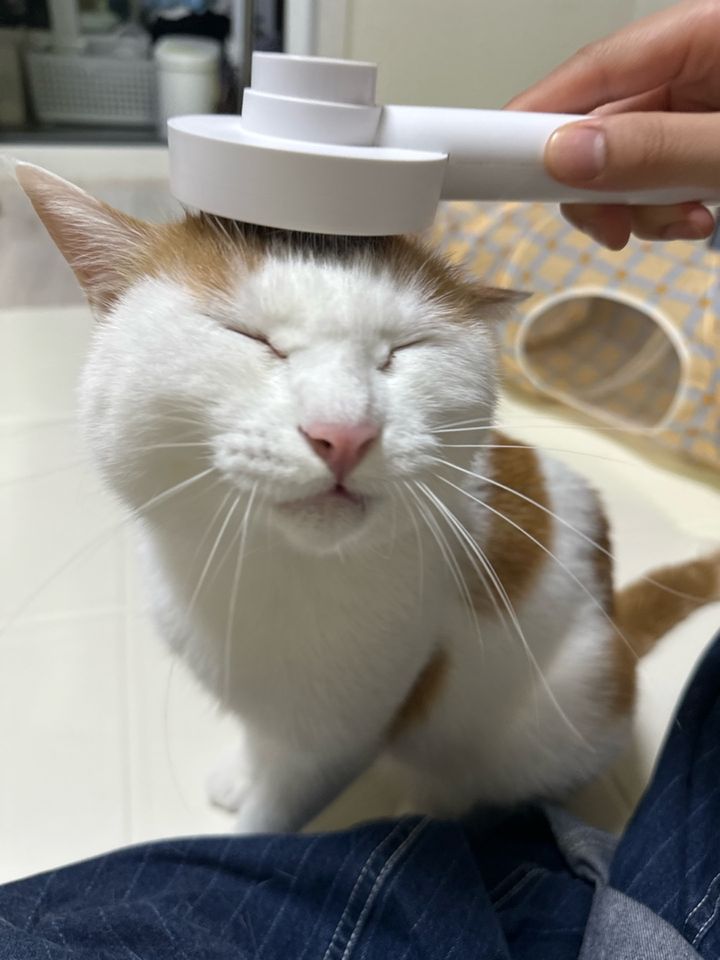 서울 강서구 (룽룽이)님의 돌봄 후기 첨부 사진