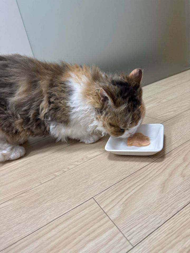 서울 용산구 (레옹이) 님의 펫시팅 돌봄 후기 사진