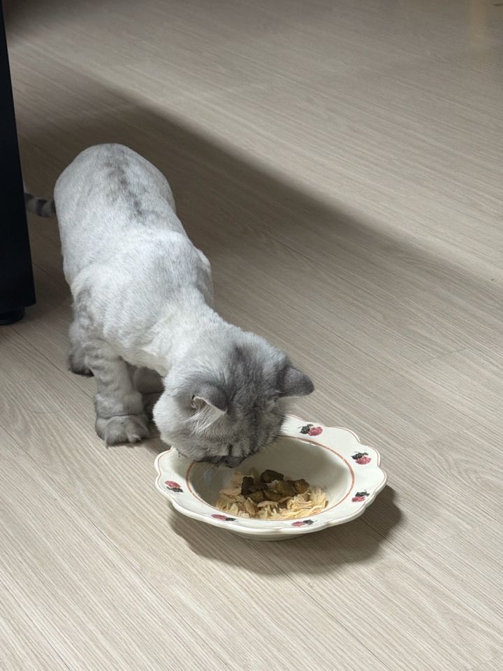 경기 김포시 (은동이) 님의 펫시팅 돌봄 후기 사진
