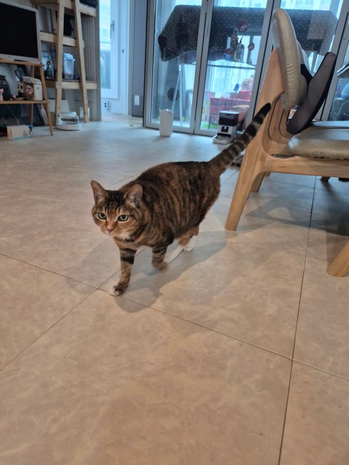 경기 화성시 (장고) 님의 펫시팅 돌봄 후기 사진