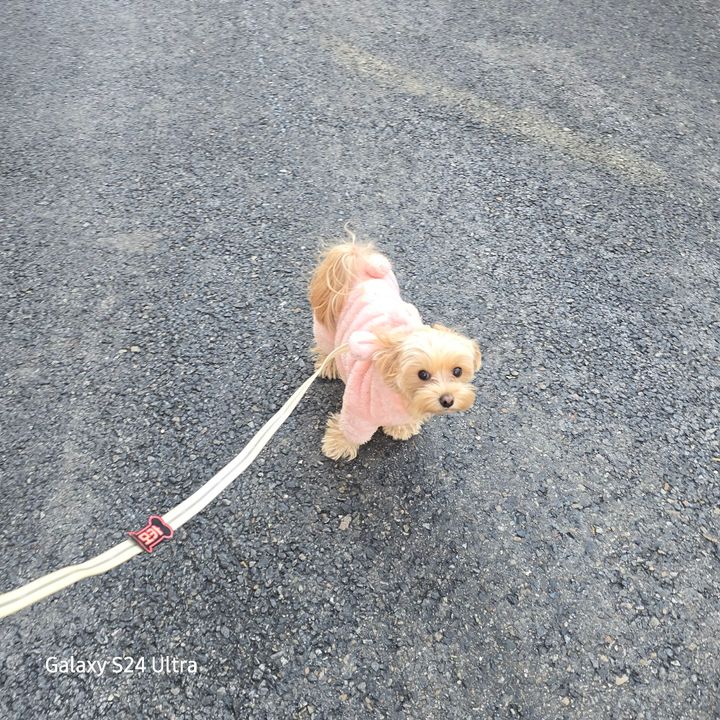 서울 강남구 (모카) 님의 펫시팅 돌봄 후기 사진