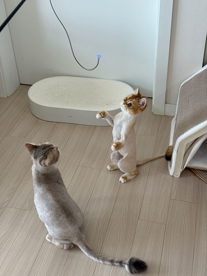 경기 수원시 (그림) 님의 펫시팅 돌봄 후기 사진