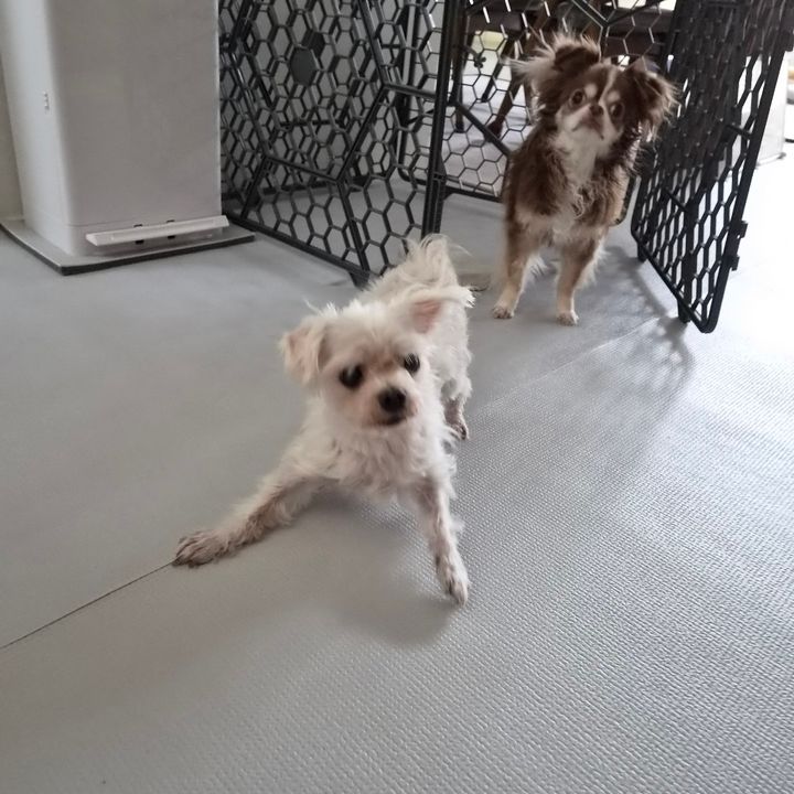 경기 용인시 (후추) 님의 펫시팅 돌봄 후기 사진