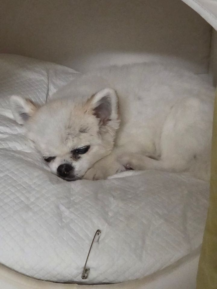 서울 영등포구 (바니) 님의 펫시팅 돌봄 후기 사진