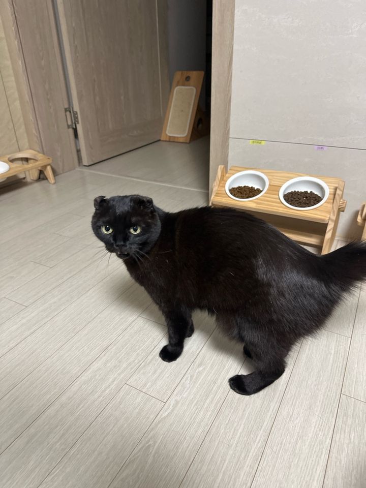 인천 서구 (임자) 님의 펫시팅 돌봄 후기 사진