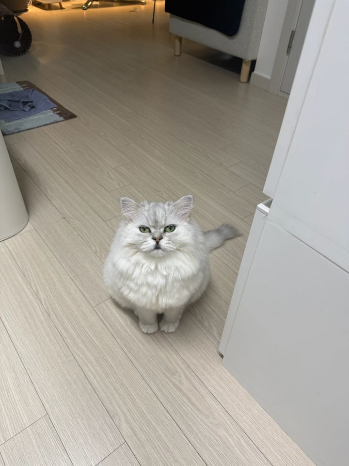 서울 강동구 (뭉치) 펫시터 고객 후기
