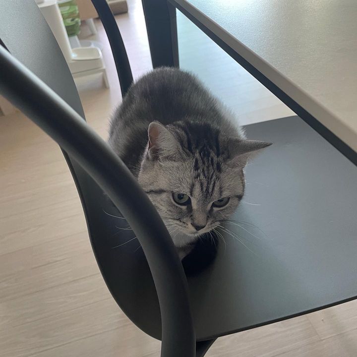 경기 광주시 (최리) 펫시터 고객 후기