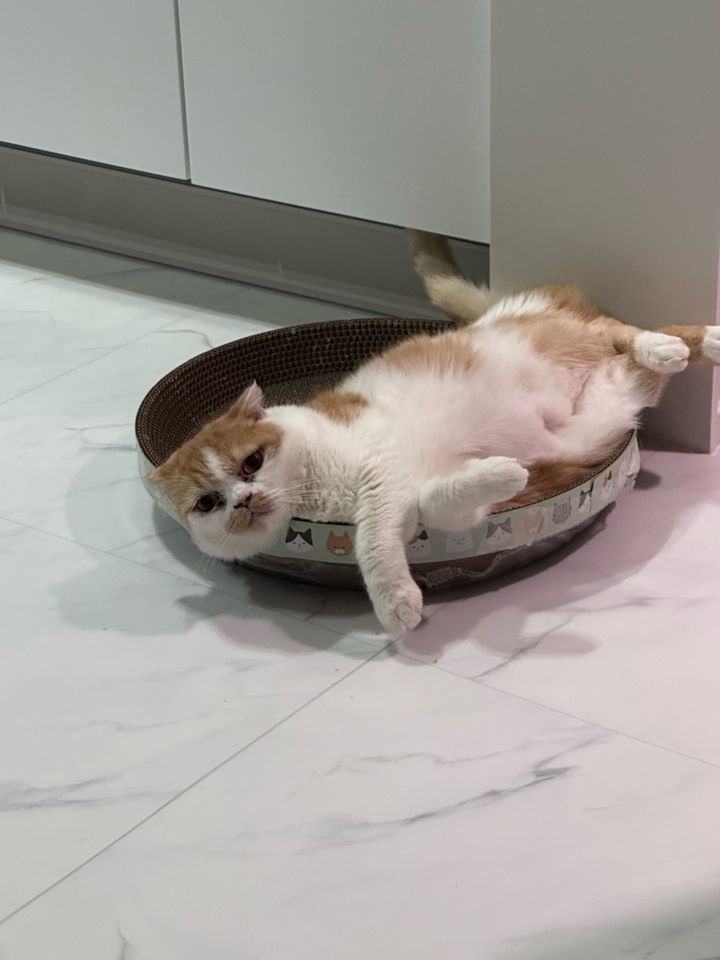 서울 동작구 (살구) 펫시터 고객 후기