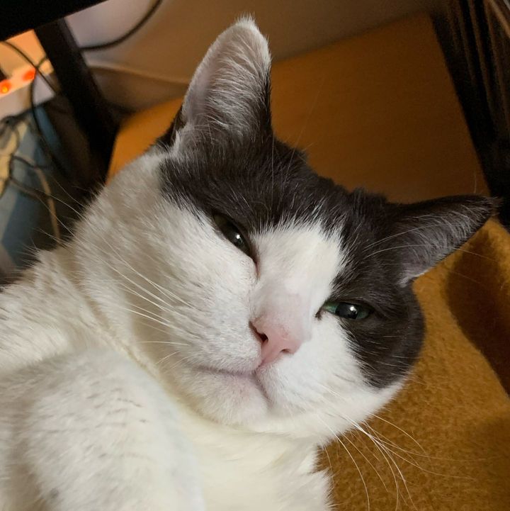 경기 수원시 (시소) 펫시터 고객 후기