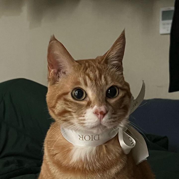 냥냥의 프로필 사진