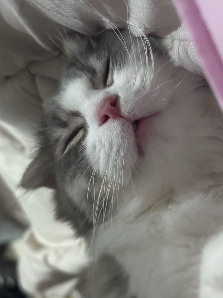 부산 부산진구 (하쿠) 펫시터 고객 후기