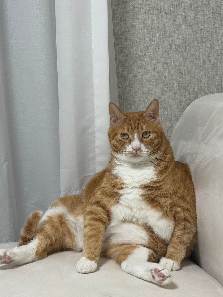 울산 동구 (깡이) 펫시터 고객 후기