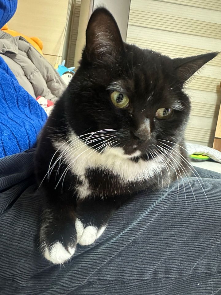 경기 안양시 (앵두) 펫시터 고객 후기