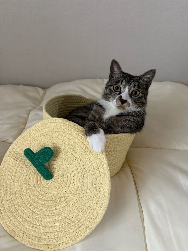 경기 수원시 (오복이) 펫시터 고객 후기