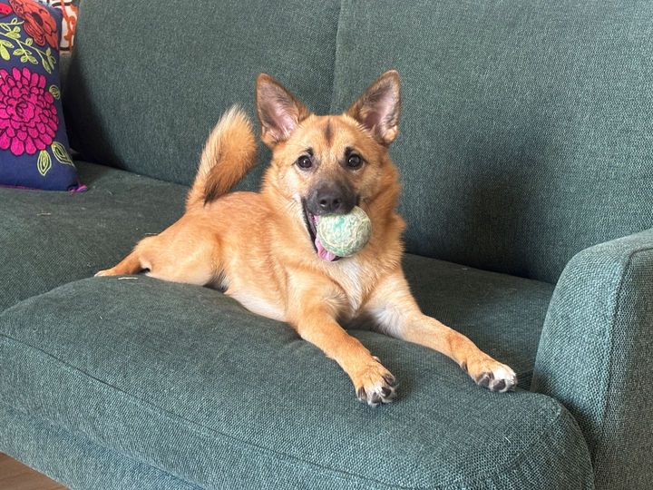 서울 성북구 (밤빵) 펫시터 고객 후기