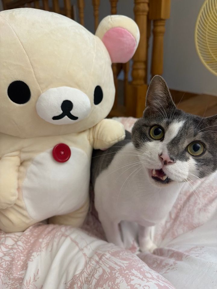 인천 서구 (포포) 펫시터 고객 후기