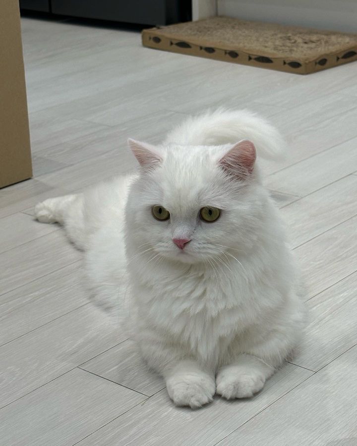 서울 동대문구 (시아) 펫시터 고객 후기