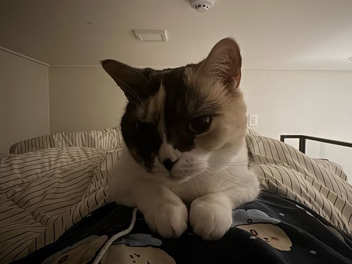 경기 수원시 (병구) 반려동물 프로필 사진