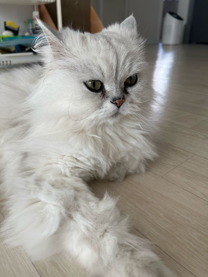 대전 서구 (몽이) 펫시터 고객 후기