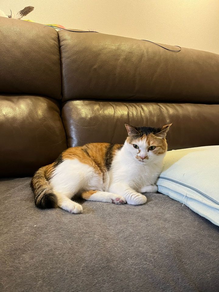 경기 고양시 (봄이) 펫시터 고객 후기