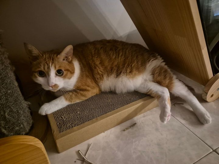 장고의 프로필 사진