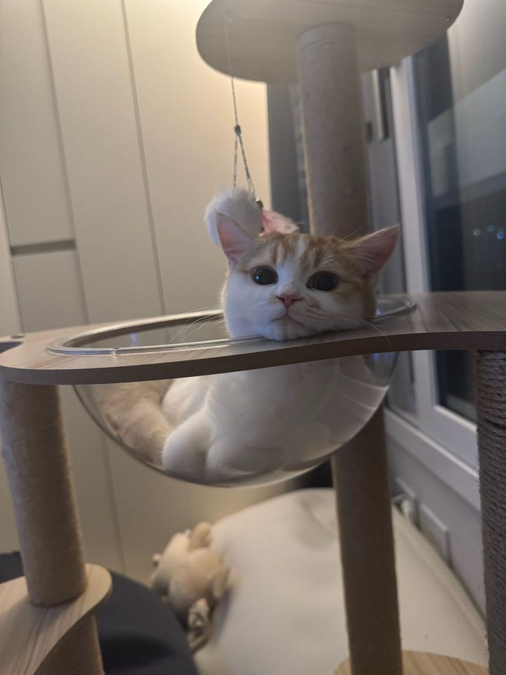 인천 부평구 (하루) 펫시터 고객 후기