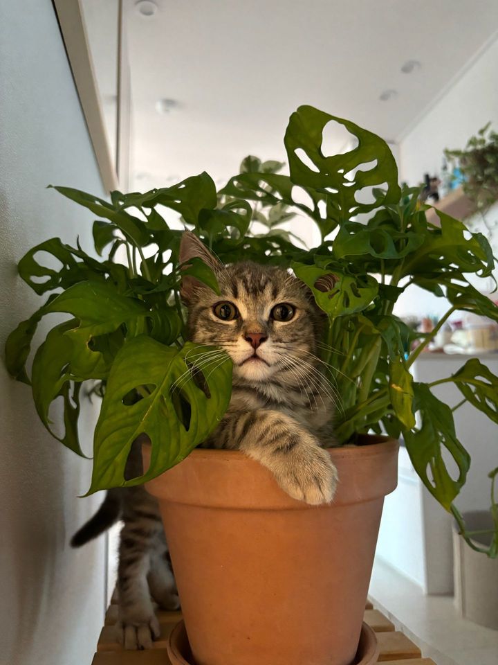 레오의 프로필 사진