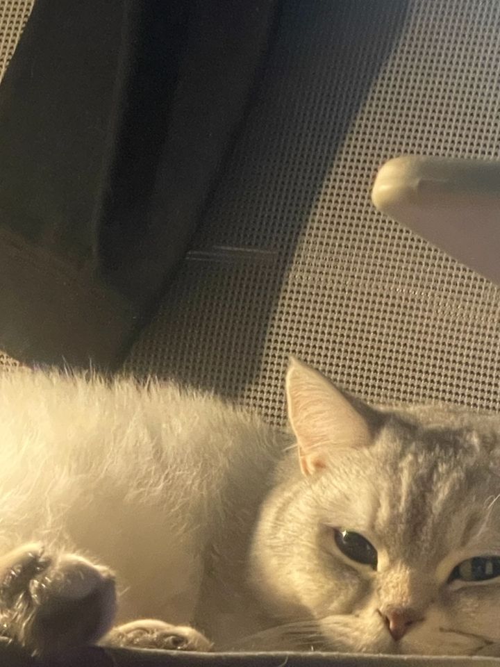 부산 부산진구 (다스) 펫시터 고객 후기