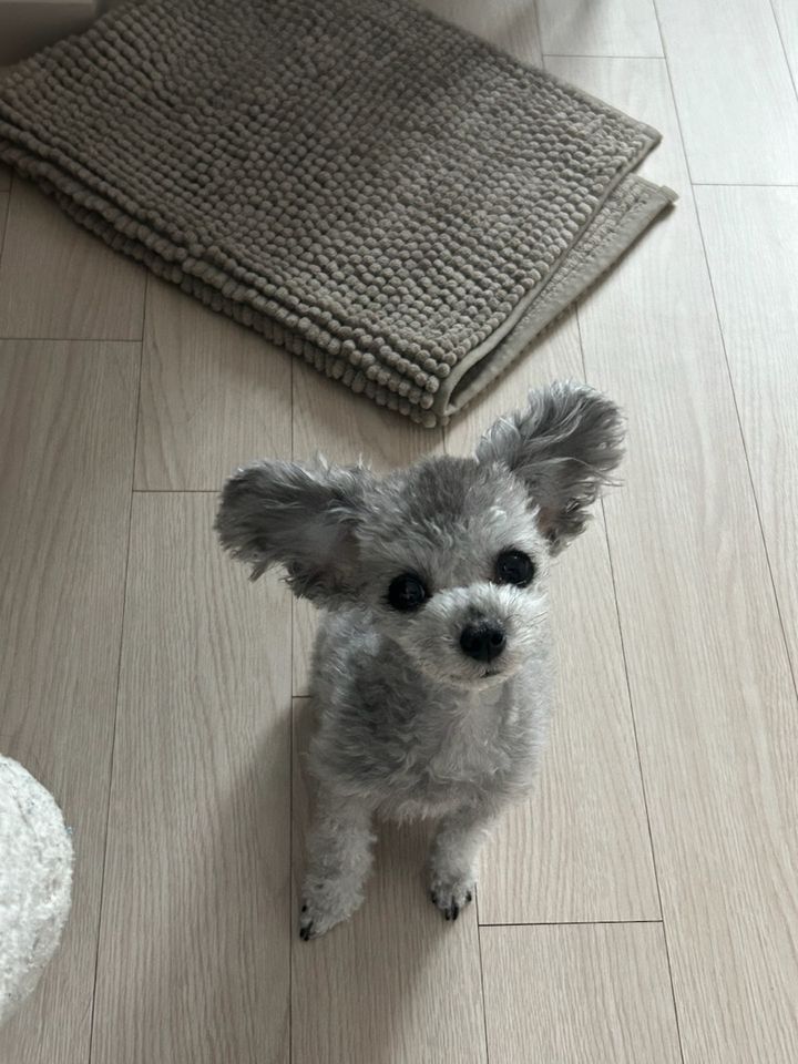 서울 동작구 (여름) 펫시터 고객 후기