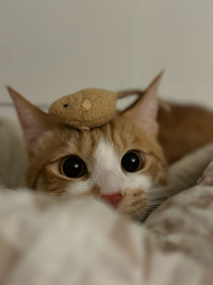 서울 영등포구 (겨울) 펫시터 고객 후기