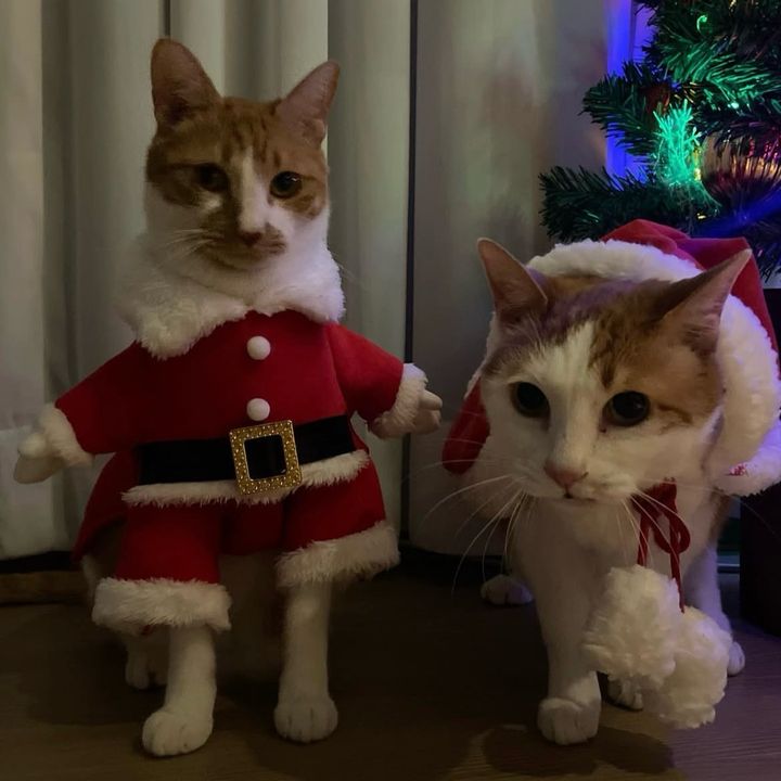 경기 수원시 (로아) 펫시터 고객 후기