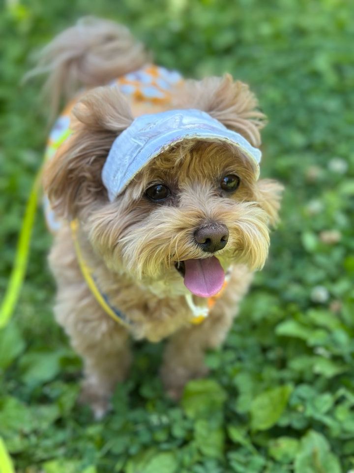 푸또의 프로필 사진