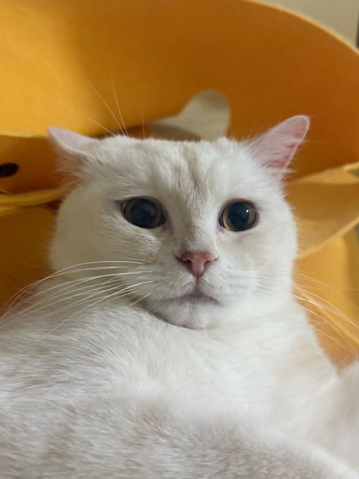 경기 용인시 (삐삐) 펫시터 고객 후기