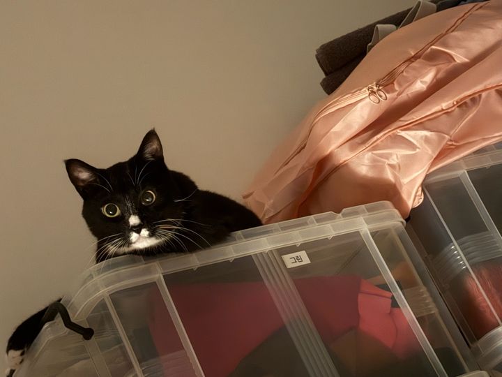 서울 송파구 (달곰이) 펫시터 고객 후기