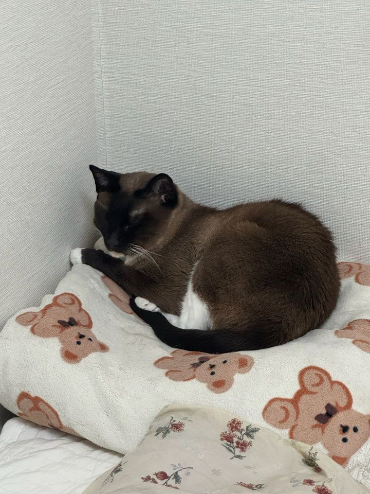 경기 김포시 (냠이) 펫시터 고객 후기