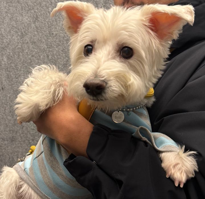 서울 서대문구 (볼트) 펫시터 고객 후기