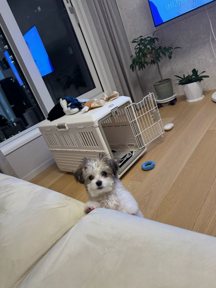 서울 서초구 (몰루) 펫시터 고객 후기