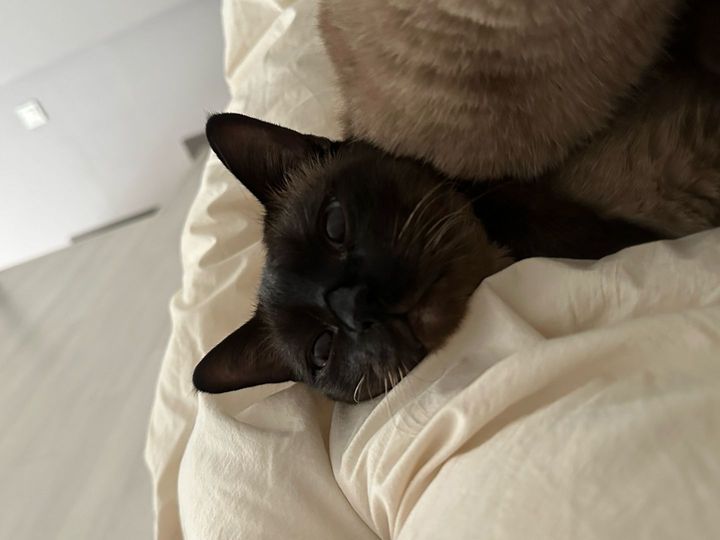 서울 강동구 (레옹) 펫시터 고객 후기