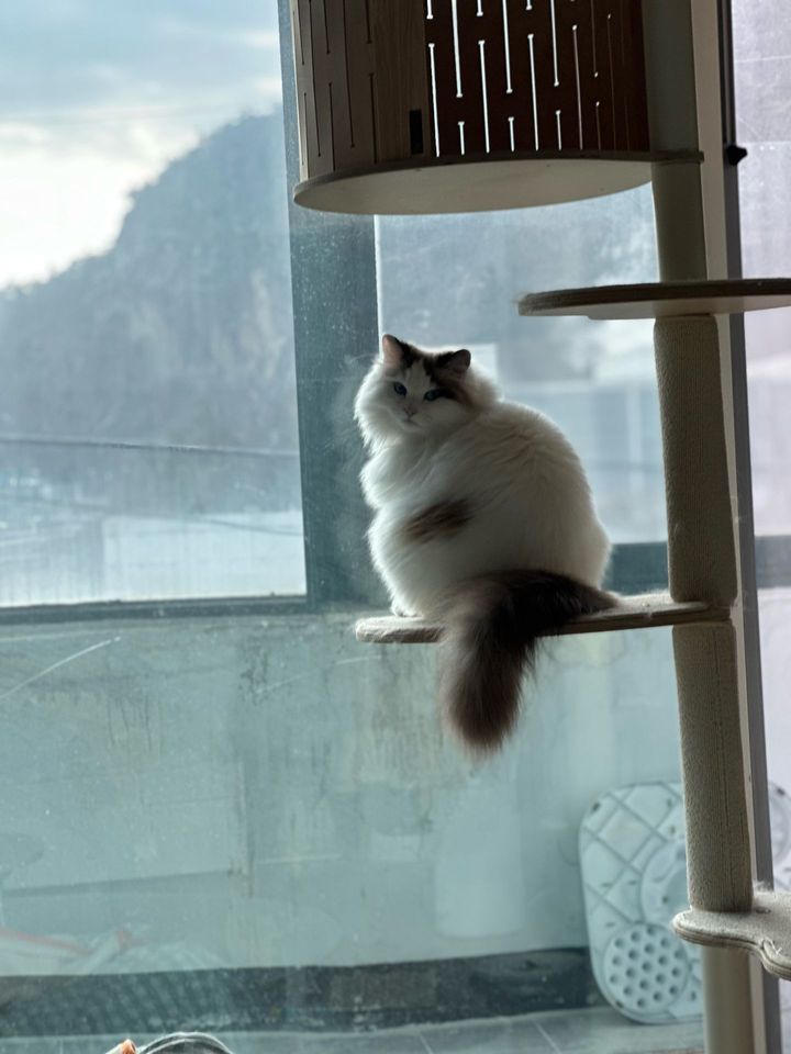 서울 관악구 (설기) 펫시터 고객 후기