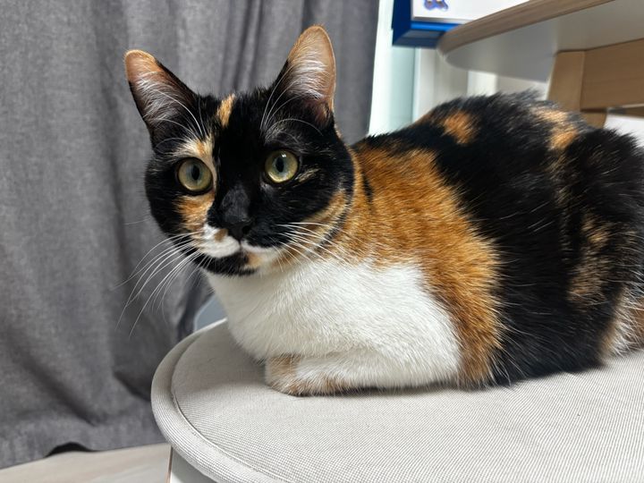 서울 서초구 (김구름) 펫시터 고객 후기