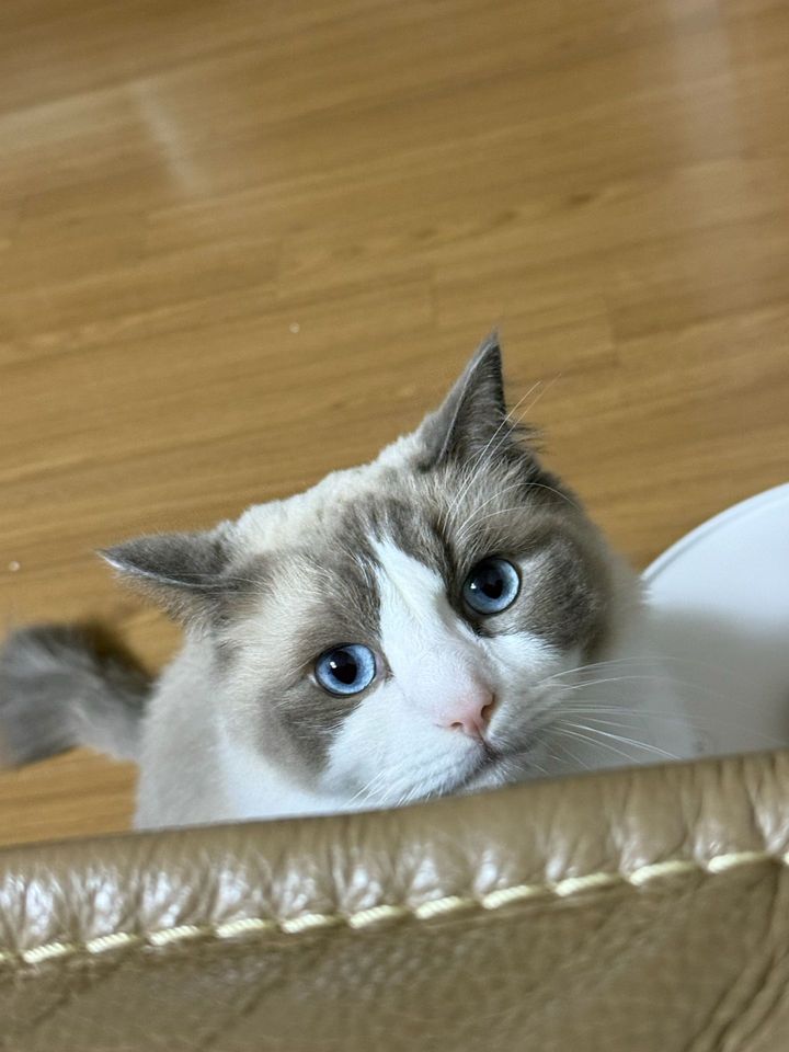 서울 영등포구 (퐁) 펫시터 고객 후기