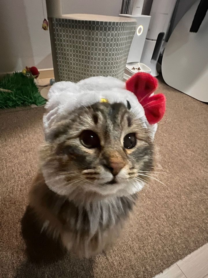 경기 화성시 (땅콩) 펫시터 고객 후기